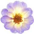 Light purple    dahlia. Flower on a white isolated background with clipping path.  For design.  Closeup. Royalty Free Stock Photo