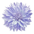 Light purple dahlia. Flower on a white isolated background with clipping path. For design. Closeup. Royalty Free Stock Photo