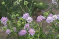 Light-purple field scabious (Knautia arvensis) blossoms. Royalty Free Stock Photo