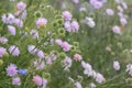 Light-purple field scabious (Knautia arvensis) blossoms. Royalty Free Stock Photo