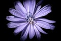 Light purple flower against black background