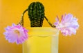 Light purple flower of cactus in desert. yellow background