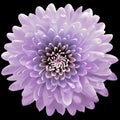 Light purple  flower  chrysanthemum on the black isolated background with clipping path. Closeup. For design Royalty Free Stock Photo