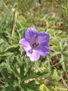 light purple flower Geranium pratense Royalty Free Stock Photo