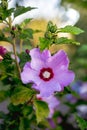 Light purple flower of hibiscus surrounded by green leaves_ Royalty Free Stock Photo