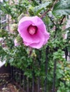 A light purple flower out in the wild covered in raindrops