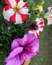 Light purple flower, red and white flower, petunia flowers, blooming balcony flowers Royalty Free Stock Photo