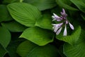 Light purple flowers buds of hosta with large patterned green leaves. Perennial grows in garden. Top view. Close-up