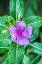 Light purple flowers have a slightly yellowish center