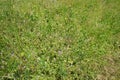 Light purple Geranium molle flowers bloom in a meadow in June. Germany Royalty Free Stock Photo