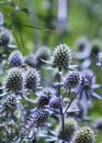 Light Purple Globe Thistle Flowers Blooming and Flowering