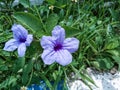 The light purple golden flower crown Royalty Free Stock Photo