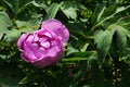 Light purple half opened flower of Tree Peony hybrid Paeonia Suffruticosa