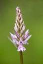 Light purple inflorescence of the common spotted orchid Dactylorhiza fuchsii