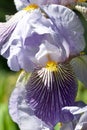 Light purple iris flower