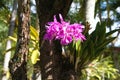 Purple Tropical Flowers on a Tree