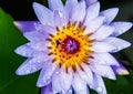 Light purple lotus flower(Nymphaea nouchali)