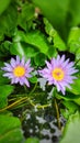 Light purple lotus blooming in a lotus basin.