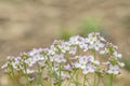 Light-purple mayflowers (Cardamine pratensis). Royalty Free Stock Photo