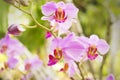 Light purple orchid flower with brown speckled side lobes Royalty Free Stock Photo