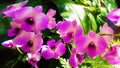 Light-Purple Orchids in Shade and Sun Royalty Free Stock Photo