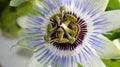 Light purple passion flower. Royalty Free Stock Photo