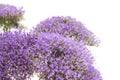 light purple pentas flowers isolated on white