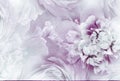 Light purple    peony  flowers  and petals peonies   Floral background.  Close-up. Royalty Free Stock Photo