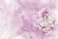 Light purple  peony  flowers  and petals peonies   Floral background.  Close-up. Royalty Free Stock Photo