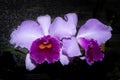 Light purple petal orchid with dark purple interior, with the background of a flower shop. Species blc irene finney Royalty Free Stock Photo