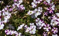 Light purple petunia flowers in garden in summer time Royalty Free Stock Photo