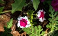 Light purple petunia flowers in garden in summer time Royalty Free Stock Photo