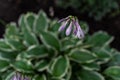 Light purple pink flowers of hosta with large patterned white-green leaves. Perennial grows in garden. Top view. Royalty Free Stock Photo