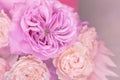 Light purple, pink, peach colour, white cute delicate small roses of different sizes in a flower bouquet. Royalty Free Stock Photo