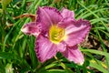 Dark pink ruffled daylily Royalty Free Stock Photo