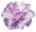 Light purple  tulip flower  on white isolated background with clipping path. Closeup. For design. Royalty Free Stock Photo