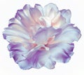 Light purple  tulip flower  on white isolated background with clipping path. Closeup.   For design. Royalty Free Stock Photo