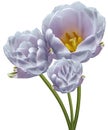 Light purple  tulips.  Flowers on white isolated background.. Flower on a stalk.  Nature. Closeup  Garden Royalty Free Stock Photo