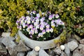 Light purple and white bicolor Wild pansy or Viola tricolor small wild flowers densely planted in stone flower pot surrounded with Royalty Free Stock Photo