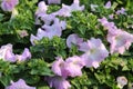 Light Purple and white colors petunia flowers blooming under daylight. beautiful floral background with green leaves. Royalty Free Stock Photo