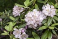 Light Purple and white flowers blooming at a castle Royalty Free Stock Photo