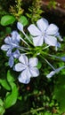 Light purple wildflower in the garden Royalty Free Stock Photo