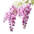 Light Purple wisteria on white background, Generative AI
