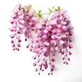 Light Purple wisteria on white background, Generative AI