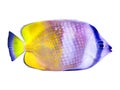 light purple and yellow beautiful exotic tropical sea fish and snapper fish on white Royalty Free Stock Photo
