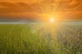 Light ray on sky over rice filed nature Royalty Free Stock Photo