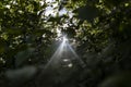 Light rays through the bushes. Light beams are visible from behind the diaphragm Royalty Free Stock Photo