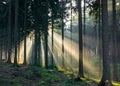 Light rays coming through the trees in the forest