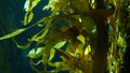 Light rays filter through a Giant Kelp forest. Macrocystis pyrifera. Diving, Aquarium and Marine concept. Underwater close up of