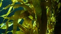 Light rays filter through a Giant Kelp forest. Macrocystis pyrifera. Diving, Aquarium and Marine concept. Underwater close up of